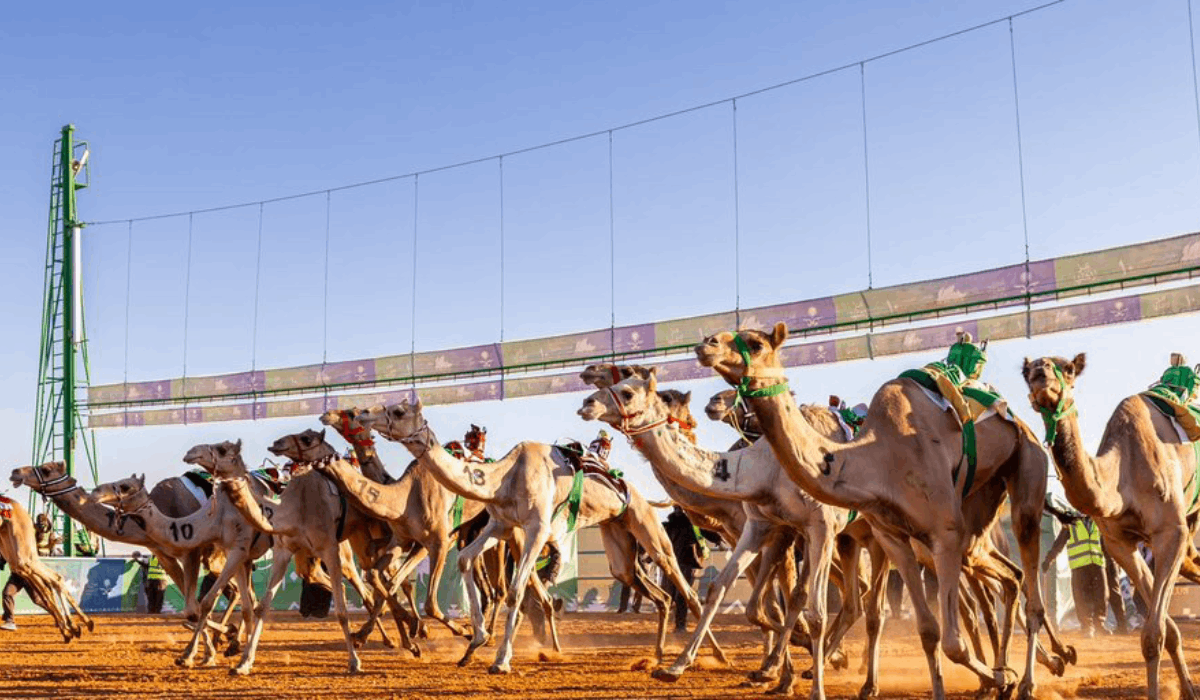 Al Shahaniya camels